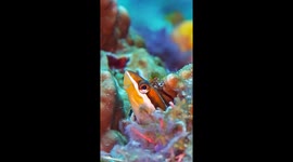Smiling Fish