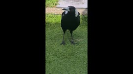 Mr Buckley the Australian Magpie, showing off his many bird impersonations.