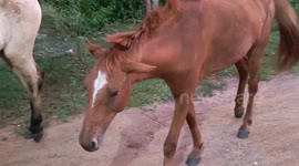 Rare Albino Horse in My Hometown