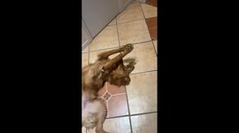 Exclusive- Waffles' paw-fect balancing act