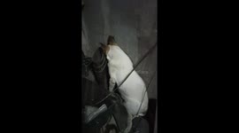 Pet dog frightened by fireworks buries his head in a pair of Wellington boots