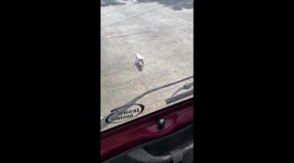 Driver scoops up lost puppy on road and adopts it as pet