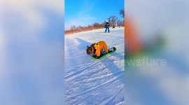 French Bulldog snowboards like a pro