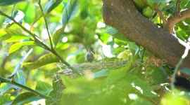 Black bird feeds baby bird. Nesting birds in the wild at top of lemon tree