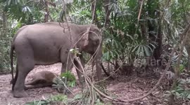 Baby elephant with leg trapped in rope is rescued in Thai forest