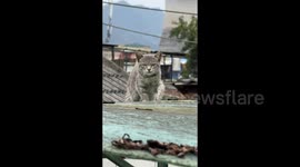 China: A Cool Looking Cat