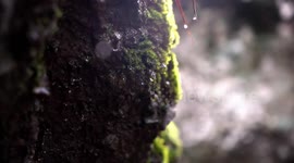 Rock dropping water drop from moss after a rainy morning. Nature concept. Slow motion