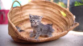 Cute small baby cats litter at basket learning to walk outdoors. Adorable new-born kittens portrait.