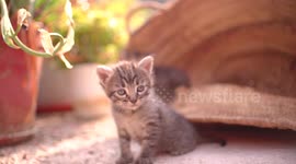Cute small baby cats litter at basket learning to walk outdoors. Adorable new-born kittens portrait.
