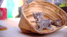 Cute small baby cats litter at basket learning to walk outdoors. Adorable new-born kittens portrait.