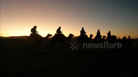 Group of camels in a row walking through desert in tourists group silhouettes at sunset