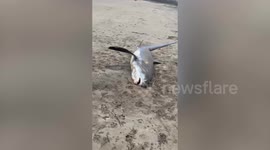 2.5m endangered shark spotted on British beach