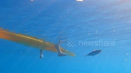 Underwater view of a mackerel hooked to a lure being pulled out of water by a fisherman standing on a kayak off the coast of Mil Palmeras Beach.