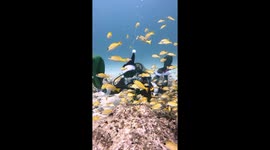 Santa Swaps Reindeer for Flippers