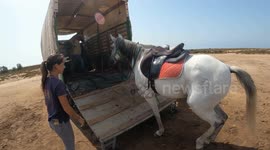 Horses enter a truck or cargo to be transported. Transportation of horse in farmland.
