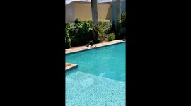 Family of Ducks Swim in My Pool