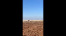 Determined Donkey Attempts Mobile Mount