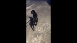 Just an adorable dog doing dog things.