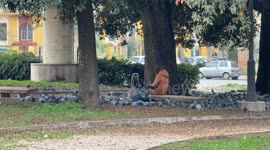 A woman sitting alone on a bench in a public park with a shopping trolley at her side surrounded by pigeons that finally take flight on the last day of the year in a suburb of Rome.