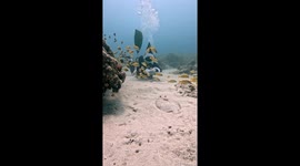 Santa And The Flounder