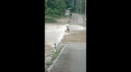 Man Rescues Drowning Dog From Flooding Road