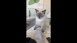 Kitten Reacts to Smelly Socks