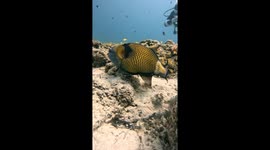 Santa And The Trigger Fish