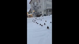 A flock of mallard ducks seen following behind the filmer on a snowy day in Norway