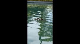 Turtle Titanic