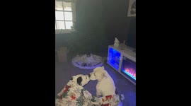 Pitties Kissing in Front of the Christmas Tree