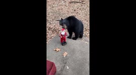 Dancing Santa Toy Baffles Bear