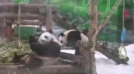Mischievous panda cub interrupts mum's peaceful bamboo snack