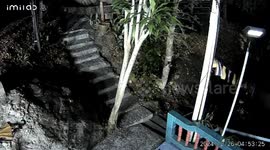 Elephant climbs mountain temple stairway and invades praying monks
