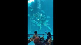 Diver hugs baby shark while spinning round
