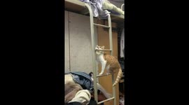 Clever pet cat climbs onto top bunk