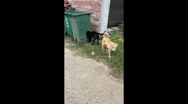 Hapless pet dog gets head stuck in wheelie bin hole