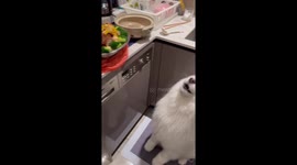 Excited pet dog howls like a wolf when it smells food