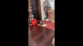 Kitten hides snugly inside a shoe in Shanghai, China