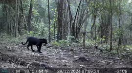 Rare melanistic leopard tenderly carries its cub in heart of forest