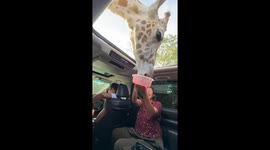 Exclusive- Giraffe crashes family outing in hilarious feeding surprise