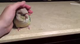 My little cute lovebird loves to be cuddled in my warm hand