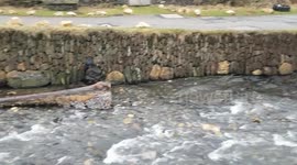 Ducks eating Goose barnacles from a tree that's been washed up at Boscastle after storm Darragh .