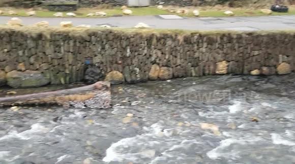 Ducks eating Goose barnacles from a tree that's been washed up at Boscastle after storm Darragh .