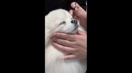 Fluffy white Pomeranian transformed into glamorous doggy princess