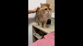 Pet cat in China prefers English over Mandarin