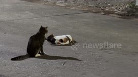 Female cat entices a male on road in China
