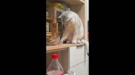 Pet cat pushes laser pointer to the edge of kitchen shelf