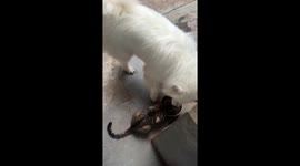 Samoyed dog protects its food from a cat