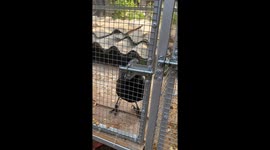This smart crow knows how to unlock the gate to go out and look for food
