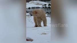 Yorkshire Wildlife Park animals enjoy snowy winter wonderland